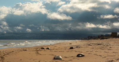 &laquo;По неизвестным причинам&raquo;. Массовая гибель каспийских тюленей