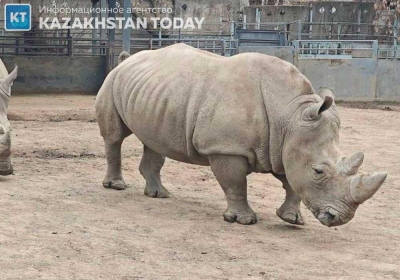 Посетитель зоопарка Алматы бросил камнем в глаз носорогу &nbsp;&nbsp;