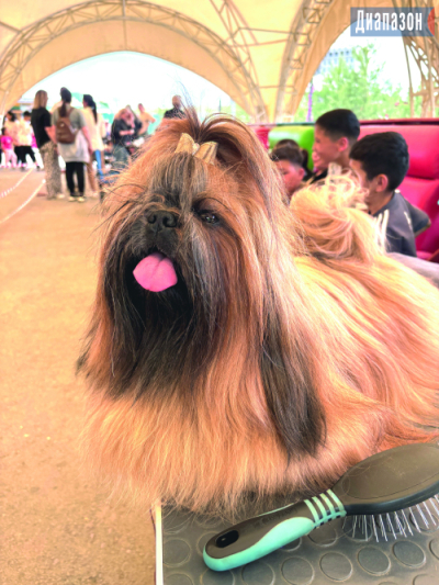 Лучшую собаку из 100 претендентов выберут в Актобе