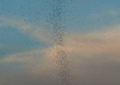 Shot: колоссальное нашествие комаров обрушится на россиян этой весной