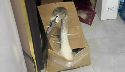 Блогер спас ослабленного лебедя с нефтяного месторождения в Актау