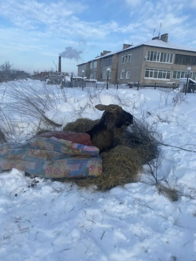 &laquo;Октябрь&raquo; в ноябре: история спасения, которого не случилось