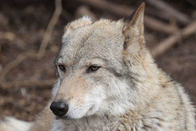 Профессор объяснил, как спастись при встрече с диким животным