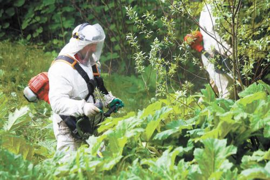 Борщевик уходит от погони