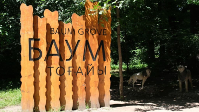 В роще Баума высадят новые деревья, а старые обещают не вырубать